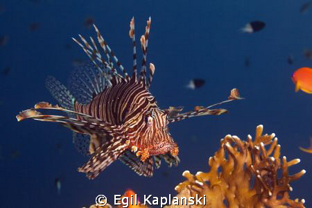 Lionfish on topp of a coral at Ras Mohamed. by Egil Kaplanski 