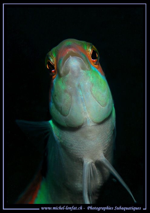 Face to face with this curious Mediterranean rainbow wras... by Michel Lonfat 
