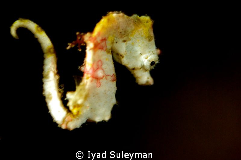 White pygmy seahorse by Iyad Suleyman 