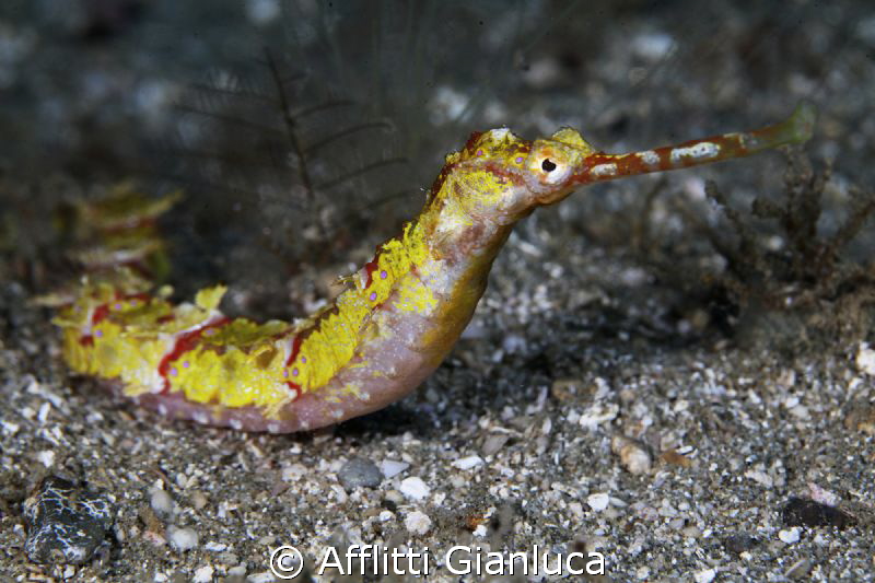 pipefish yellow by Afflitti Gianluca 