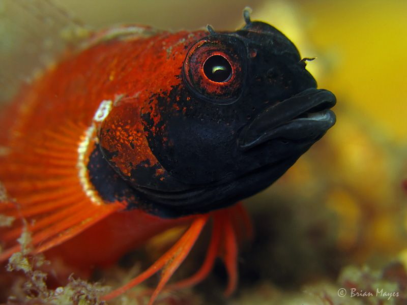 Male Ring Scale Triplefin (Enneapterygius atrogulare) by Brian Mayes 