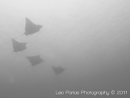 School of Eagle rays, shot in 2010 at Playas del Coco in ... by Leonardo Parias 