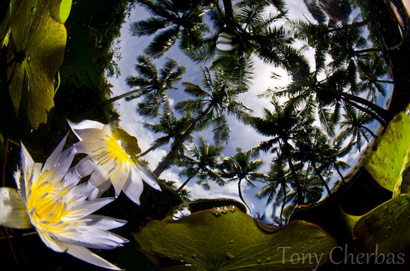 Lilly Under Palms 2 by Tony Cherbas 