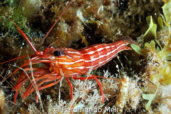 Cleaner shrimp (Lysmata seticaudata) by Ferdinando Meli 