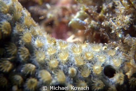 Yellow Sponge Zoanthid at the Fish Camp Rocks off the bea... by Michael Kovach 