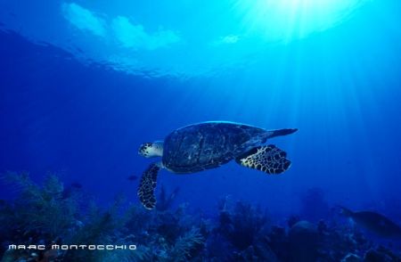 Hawksbill Turtle, Little Cayman by Marc Montocchio 