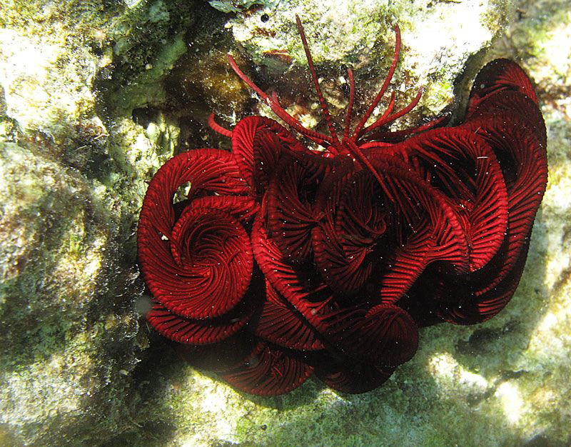 sleeping feather star by Chris Krambeck 
