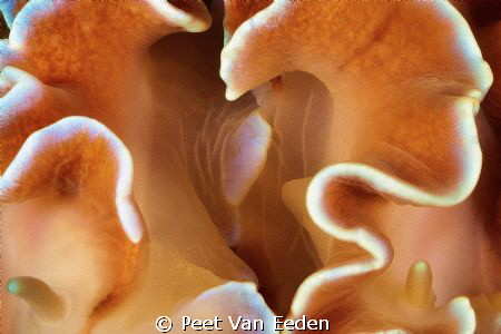 A frilly love affair. Two frilled nudibranhcs exchanging ... by Peet Van Eeden 