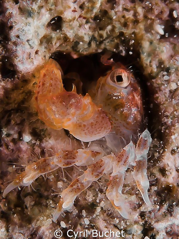 small coral crab. 60 mm +5 diopter, F/14, 1/125s by Cyril Buchet 