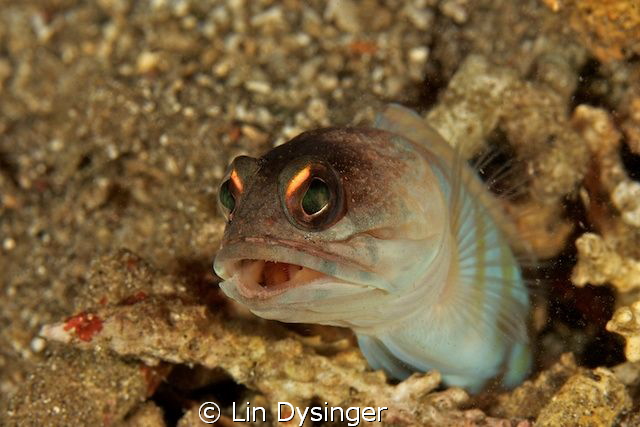 Jaw fish with an attitude by Lin Dysinger 