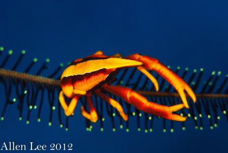 Squat Lobster on the Crinoid.NikonD80,105mmVR. by Allen Lee 