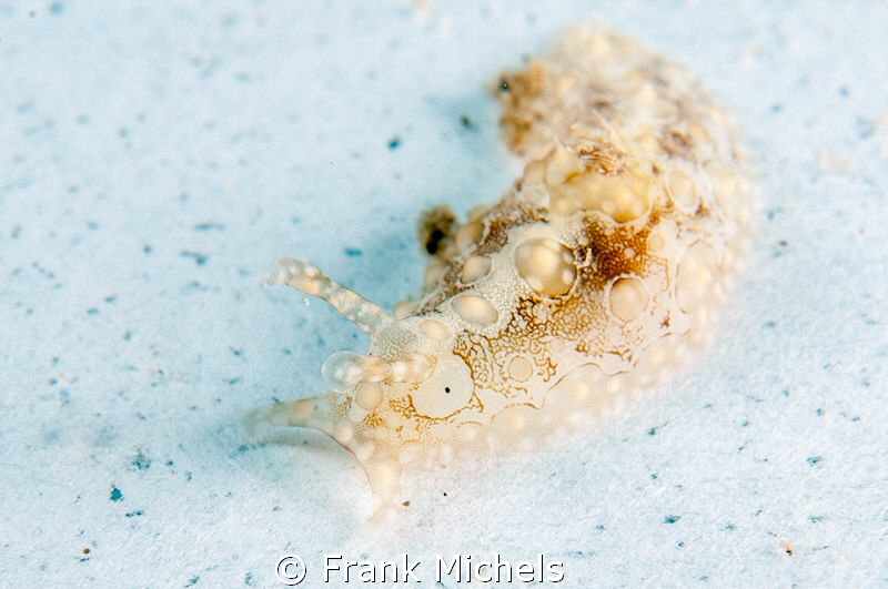 Petalifera ramosa

Smal Slug all about 4-7 mm

Nikkon... by Frank Michels 