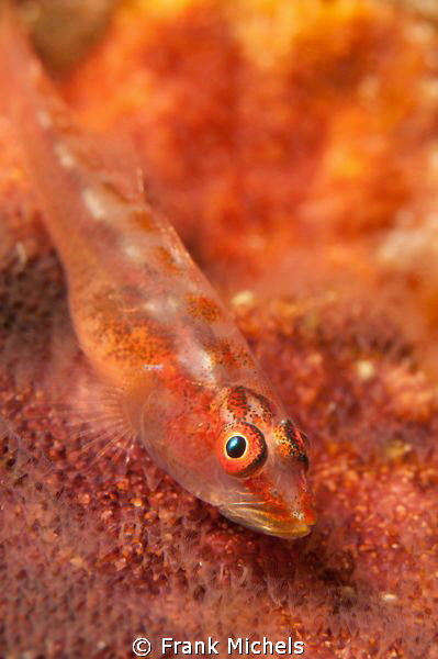 Smal Goby ( max 1 cm) ,this Shy Guy was sitting under an ... by Frank Michels 