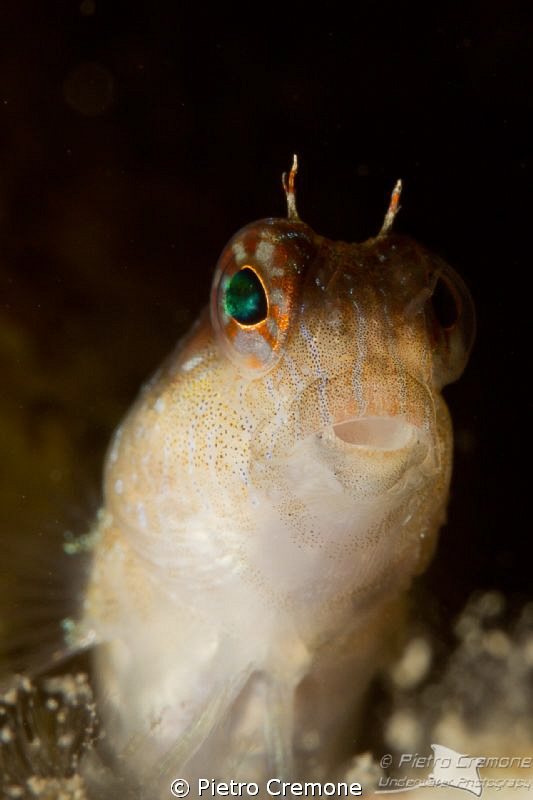 Timid blenny by Pietro Cremone 
