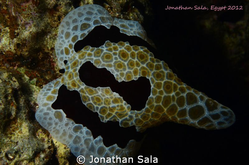 mega nudibranchia... don't know the name... night dive by Jonathan Sala 
