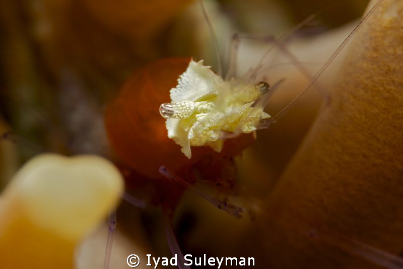 Commensal shrimp (Periclimenes kororensis) by Iyad Suleyman 