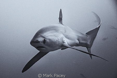 A scrappy looking Thresher Shark of Monad Shoal coming a ... by Mark Pacey 