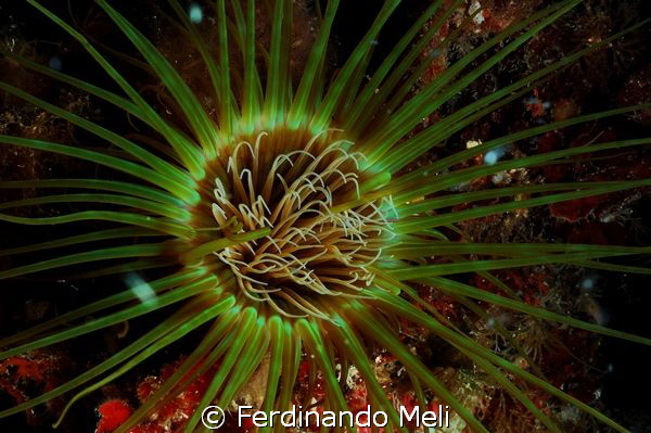 Soft coral (Cerianthus membranaceus) by Ferdinando Meli 