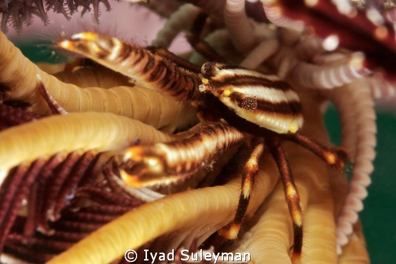 Crinoid squat lobster by Iyad Suleyman 