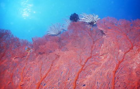 Large red fans can be found while diving in Kimbe Bay, th... by Jerry Hamberg 