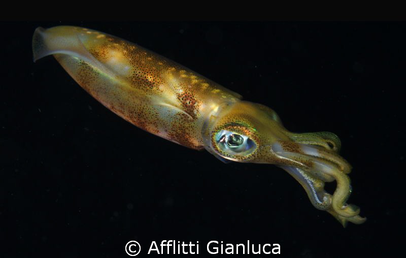 squid in the night by Afflitti Gianluca 