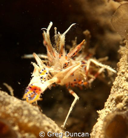 Dragon shrimp sitting on a sponge. by Greg Duncan 
