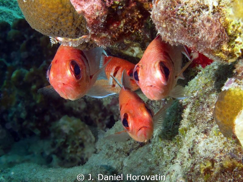 Blackbar Soldierfish checking out diver, or maybe just po... by J. Daniel Horovatin 