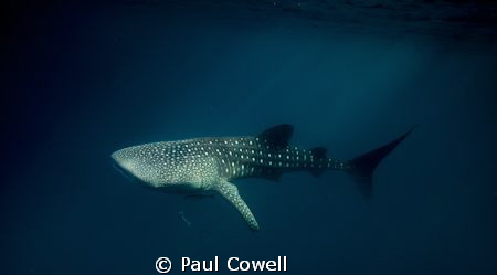 resident whale sharks of Cenderawaish bay. taken in the l... by Paul Cowell 