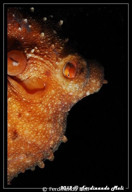 Octopus macropus by Ferdinando Meli 