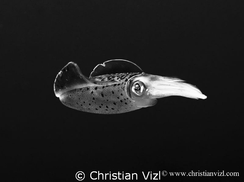 Black and White portrait of a cuttlefish found in Akumal,... by Christian Vizl 