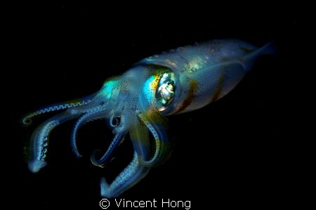 Night dive, macro 60mm , 2 strobes. by Vincent Hong 