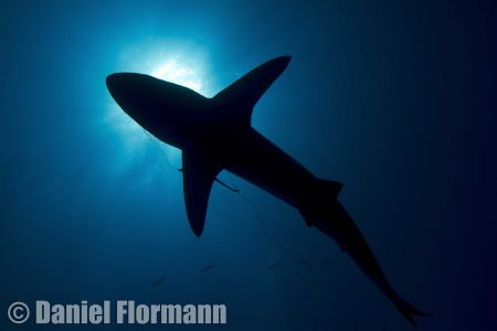 the hooked black tip by Daniel Flormann 