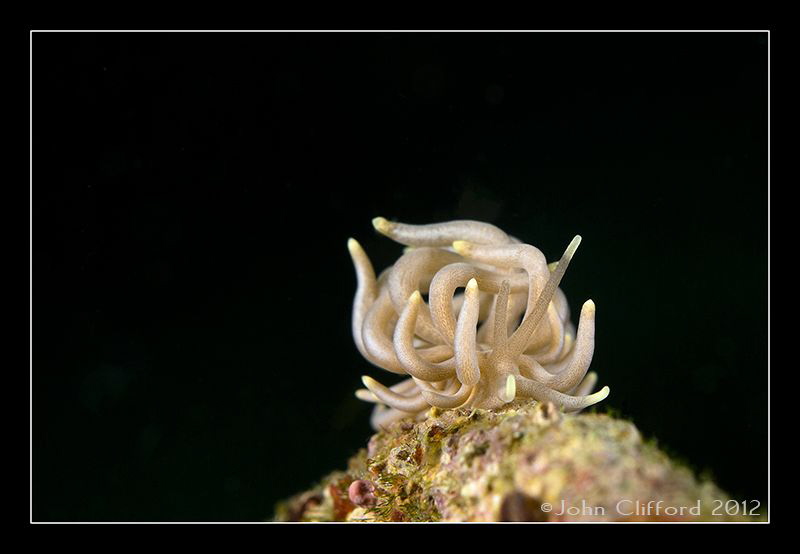 Mimic Nudibranch by John Clifford 