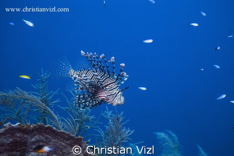 Lionfish and fishes swimming in a beautiful coral reef at... by Christian Vizl 