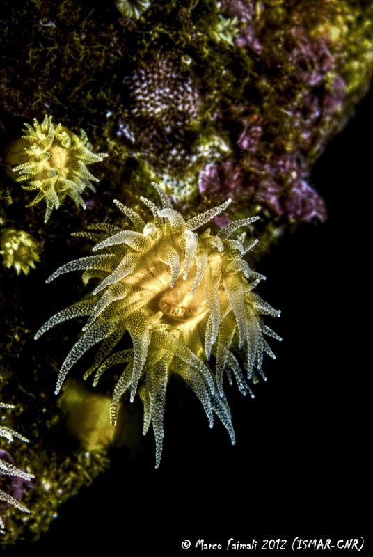 Yellow jewel  (Sunset cup coral - Leptopsammia pruvoti) by Marco Faimali (ismar-Cnr) 