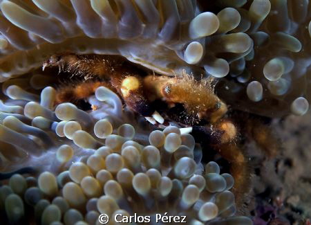 Front view of another little Anemone crab by Carlos Pérez 