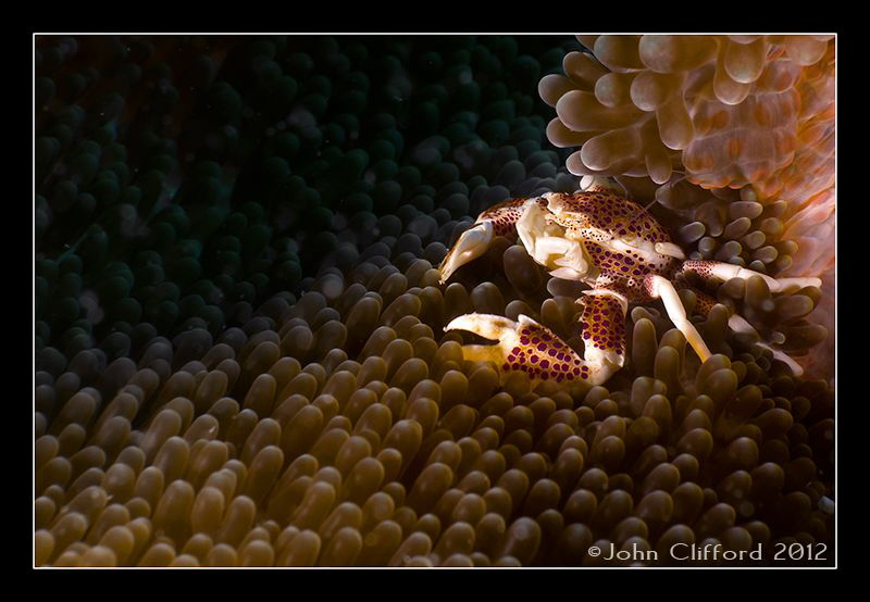 Spotted Porcelain Crab by John Clifford 