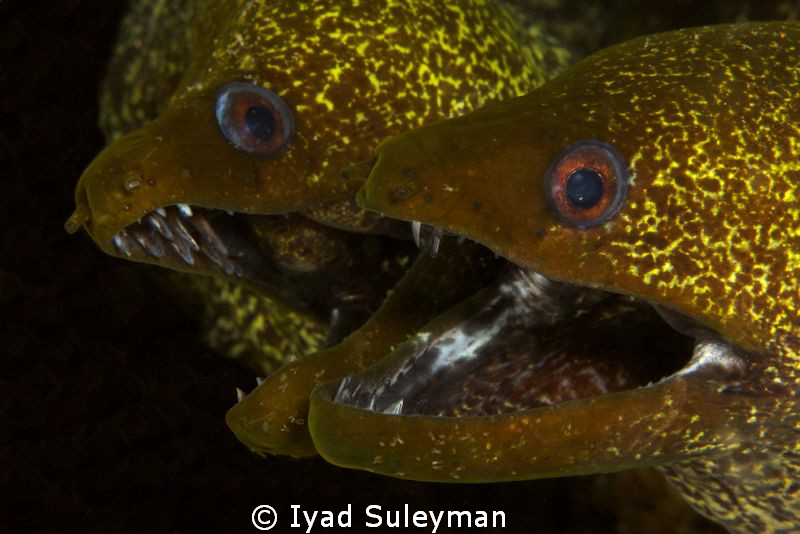 Lovely happy married couple
Morey Eels by Iyad Suleyman 