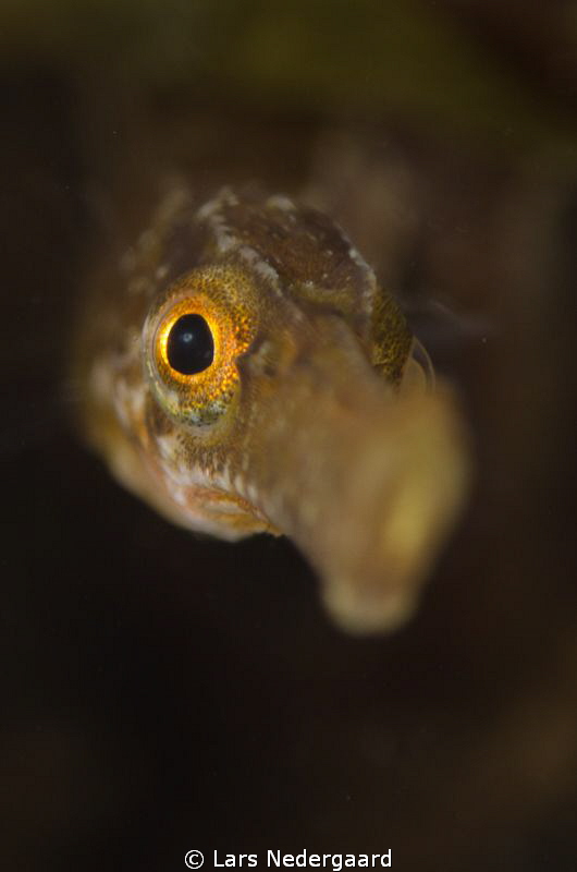 A very curious pipe fish shot while freediving
Nikon D70... by Lars Nedergaard 