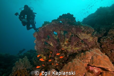 Train wheels from the wreck of "SS Numidia" by Egil Kaplanski 