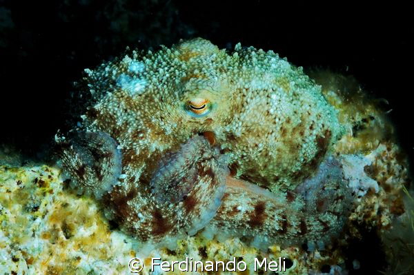 Octopus camouglage. by Ferdinando Meli 