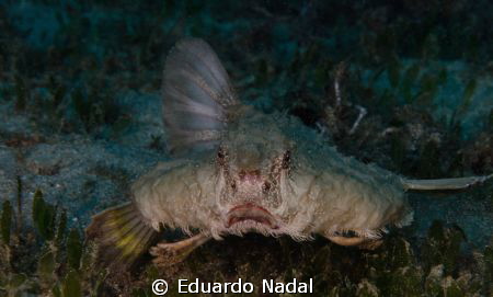 Batfish swimming away by Eduardo Nadal 