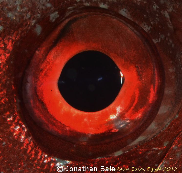 EYE of a Crescent-tail bigeye by Jonathan Sala 
