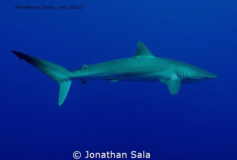 Silky Shark, Carcharinus Falciformis by Jonathan Sala 