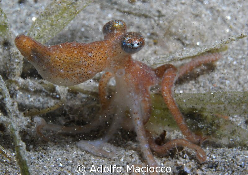 Micro Octopus night diving in Naama Bay by Adolfo Maciocco 