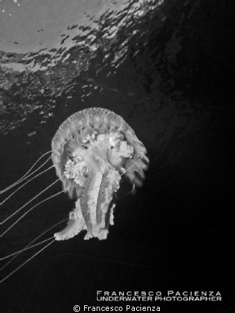 Jellyfish in B&W by Francesco Pacienza 