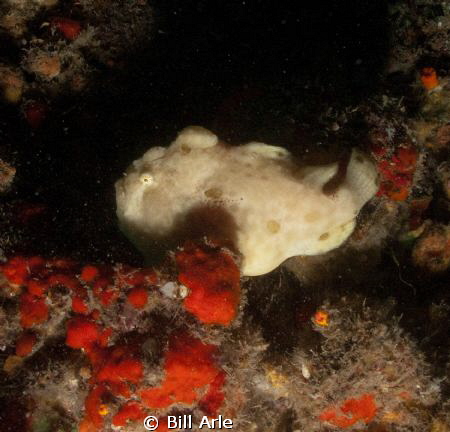 Frogfish.  Big Island, Hawaii. by Bill Arle 