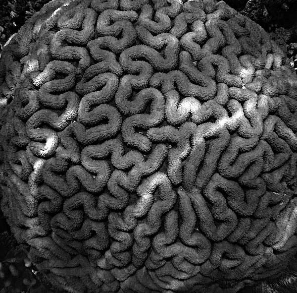 brain coral maze by Chris Krambeck 