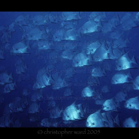 Key Largo, FL. An impressive school of Atlantic Spadefish... by Christopher Ward 