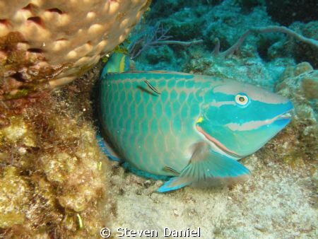 Queen Parrotfish at cleaning station by Steven Daniel 